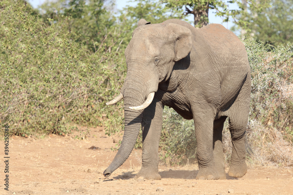 Fototapeta premium Afrikanischer Elefant / African elephant / Loxodonta africana