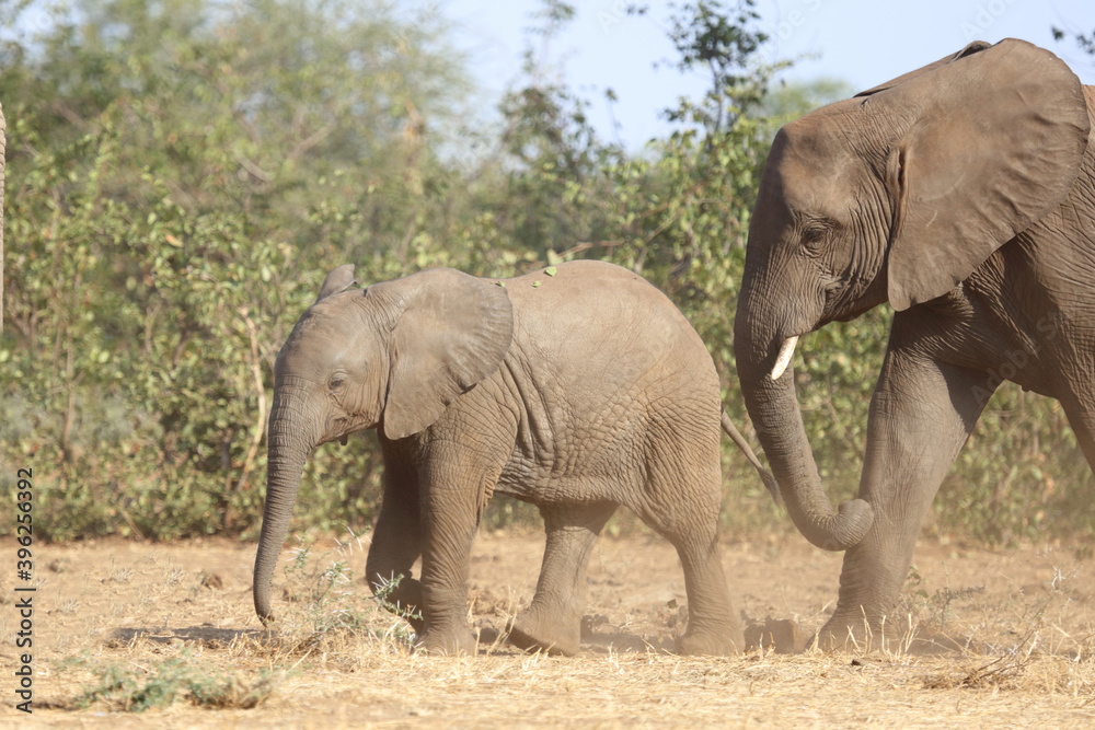 Afrikanischer Elefant / African elephant / Loxodonta africana. Afrikanischer Elefant / African elephant / Loxodonta africana.