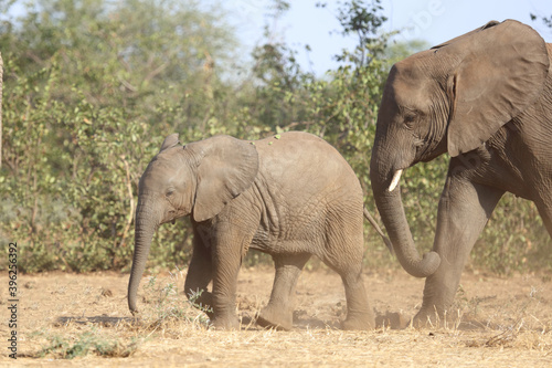 Afrikanischer Elefant / African elephant / Loxodonta africana.