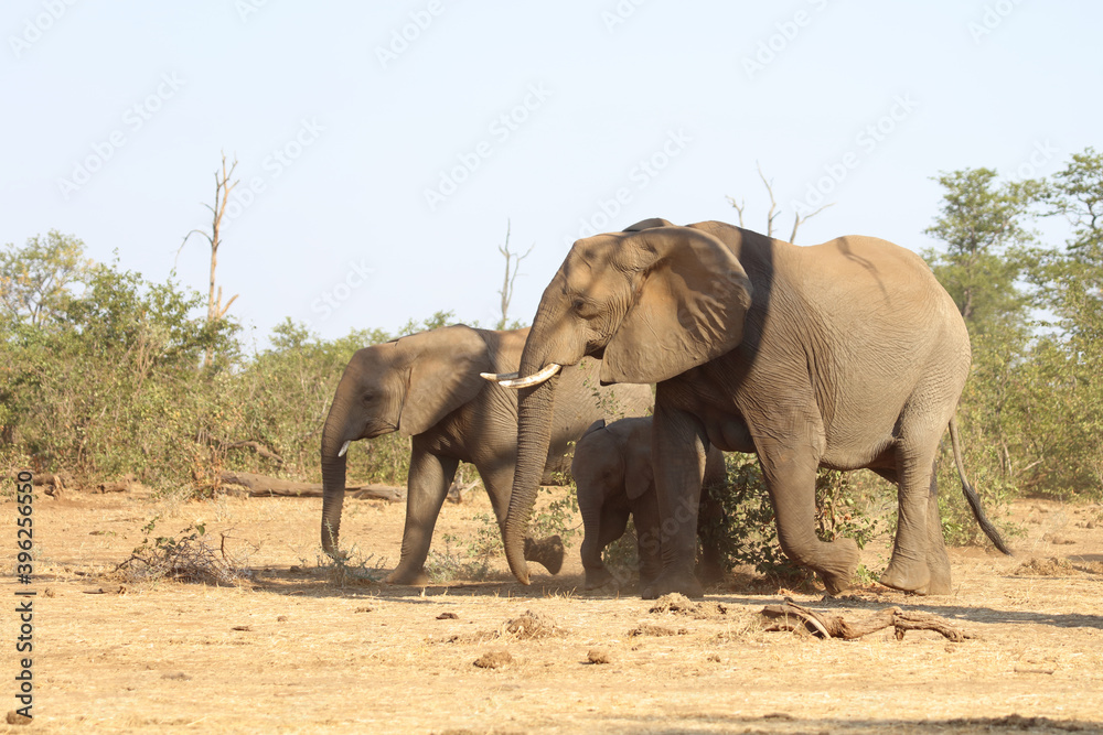Fototapeta premium Afrikanischer Elefant / African elephant / Loxodonta africana.