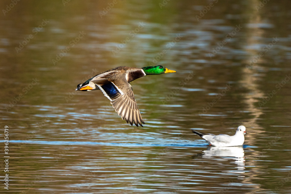 Obraz premium Wild duck or mallard, Anas platyrhynchos flying over a lake