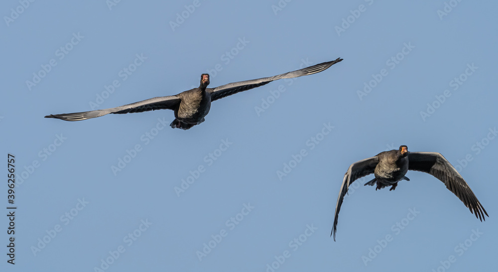 The flying greylag goose, Anser anser is a species of large goose