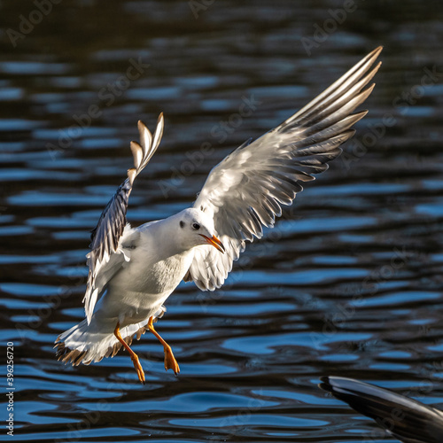 The European Herring Gull, Larus argentatus is a large gull