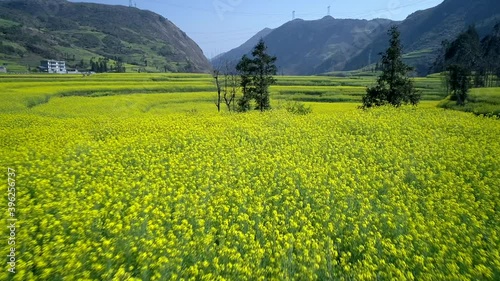 Wednesday, March 7, 2018, The Canola Flower Fields are located in small Luoping of Yunnan, China.