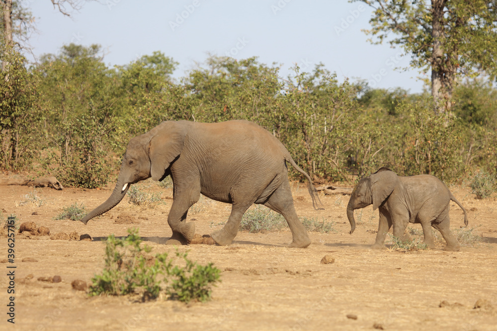 Afrikanischer Elefant / African elephant / Loxodonta africana.. Afrikanischer Elefant / African elephant / Loxodonta africana..