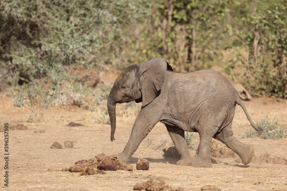 Obraz premium Afrikanischer Elefant / African elephant / Loxodonta africana..