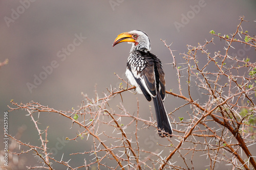 Southern Yellow-billed Hornbill photo