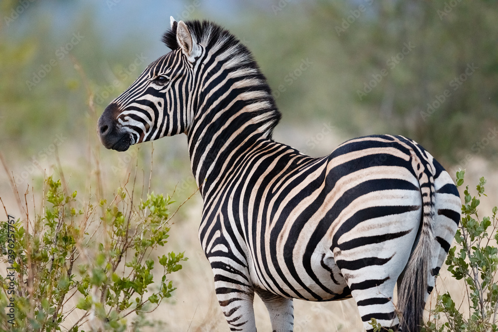 zebra in the wild - obrazy, fototapety, plakaty 