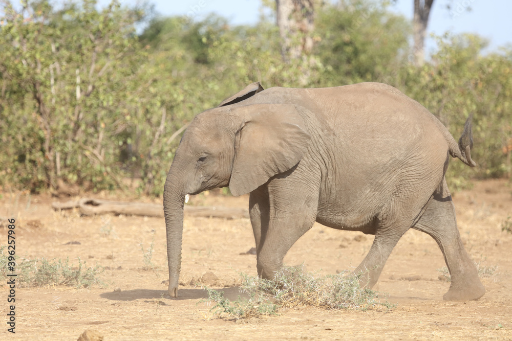 Afrikanischer Elefant / African elephant / Loxodonta africana. Afrikanischer Elefant / African elephant / Loxodonta africana.