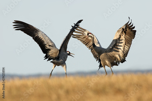 The common crane (Grus grus), also known as the Eurasian crane while dancing. A pair of large European cranes dance on the horizon.
