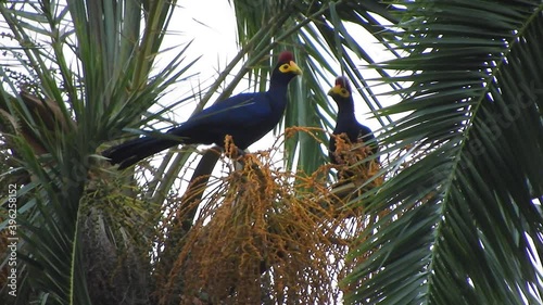 Lady Ross's Turaco in Africa's Trees. Musophagidae bird birds animal wild wildlife naute natural tree documentary branch branches congo gabon cameroun nigeria ghana ivory coast liberia guinea sudan 4K photo