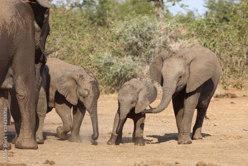 Fototapeta premium Afrikanischer Elefant / African elephant / Loxodonta africana.