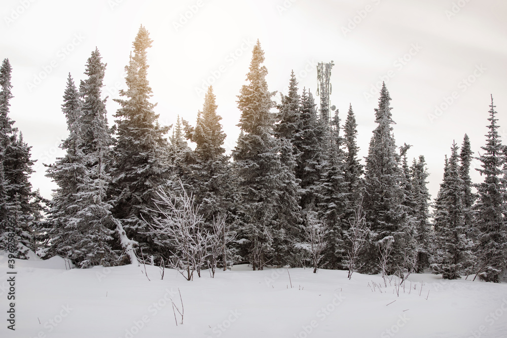 Winter natural snowy forest landscape.