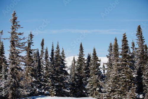 Winter natural snowy forest landscape.