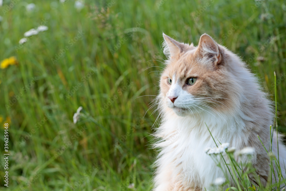 A portrait of a norwegian forest cat male in a meadow A portrait of a norwegian forest cat male in a meadow