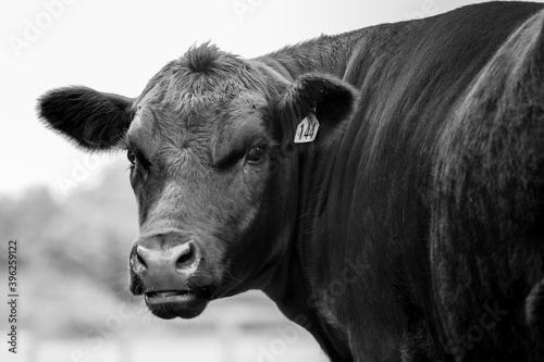 Angus Beef Cow on a farm photo