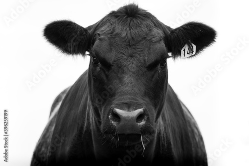 Print op canvas New Zealand Angus beef cow