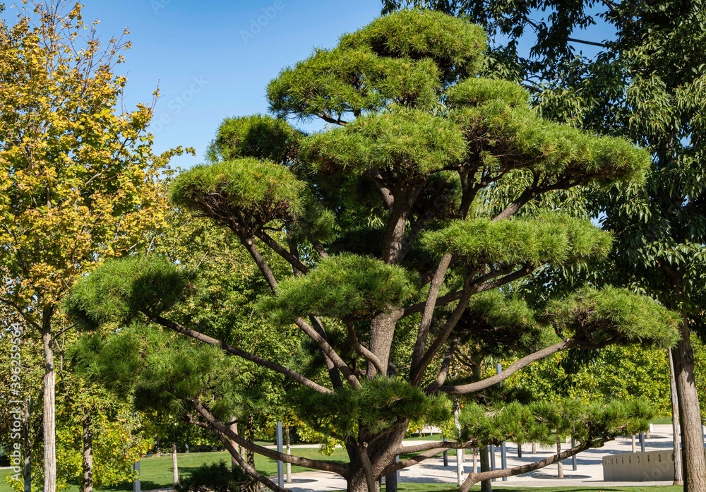 Beautiful bonsai pine (Pinus mugo or mountain pine) with lush needles against blue autumn sky. Public landscape city park Krasnodar or Galitsky park. Resting place for townspeople and tourists.