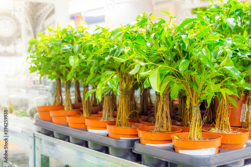 Many pots of ficus benjamin bushes on a store shelf for home interior. photo