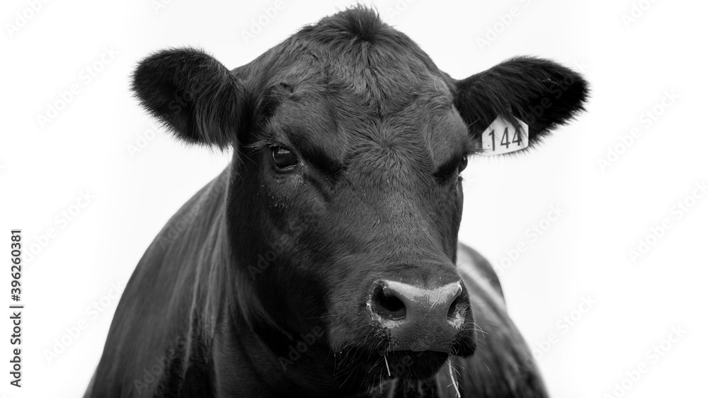 Angus Cow black and white on a farm Angus Cow black and white on a farm