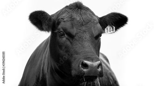 Angus Cow black and white on a farm