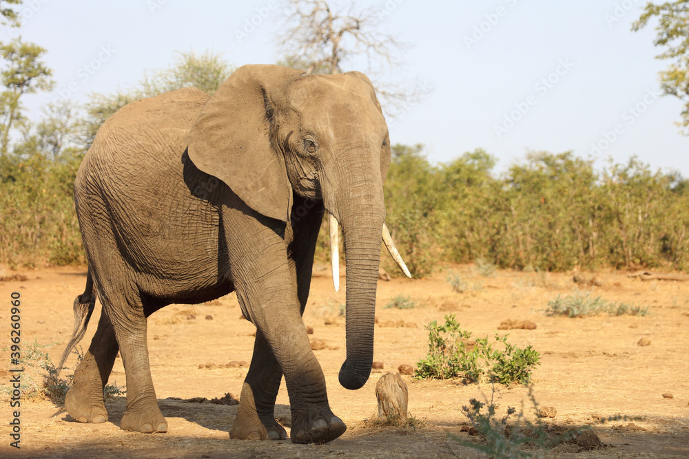 Afrikanischer Elefant / African elephant / Loxodonta africana Afrikanischer Elefant / African elephant / Loxodonta africana