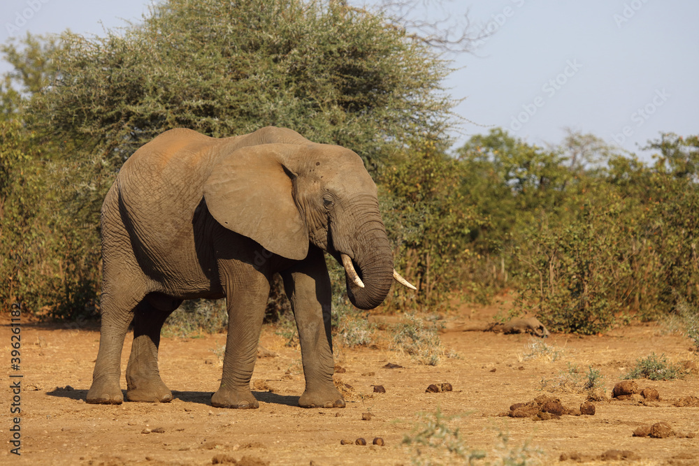 Afrikanischer Elefant / African elephant / Loxodonta africana Afrikanischer Elefant / African elephant / Loxodonta africana