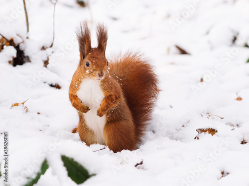 Funny cute red squirrel with a bushy tail in the snow, looking at the camera © Solomiia
