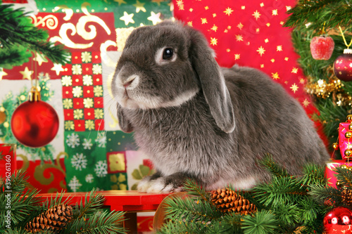 Фотография cute grey dwarf rabbit sitting on christmassy background