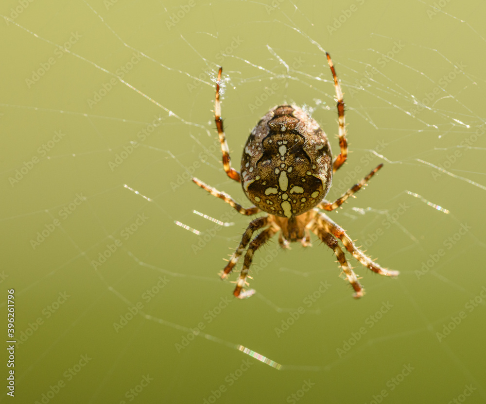 European garden, diadem or cross spider, orangie or crowned orb weaver (Araneus diadematus) on a web European garden, diadem or cross spider, orangie or crowned orb weaver (Araneus diadematus) on a web