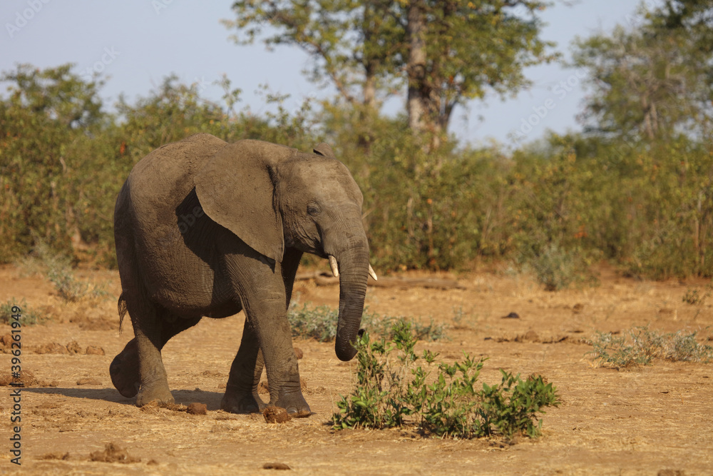 Afrikanischer Elefant / African elephant / Loxodonta africana. Afrikanischer Elefant / African elephant / Loxodonta africana.