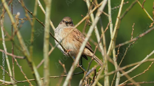 Dunnock - Prunella modularis bird singing on the tree in the forest, small passerine brown and grey or blue bird, also called hedge accentor, hedge sparrow or hedge warbler. photo