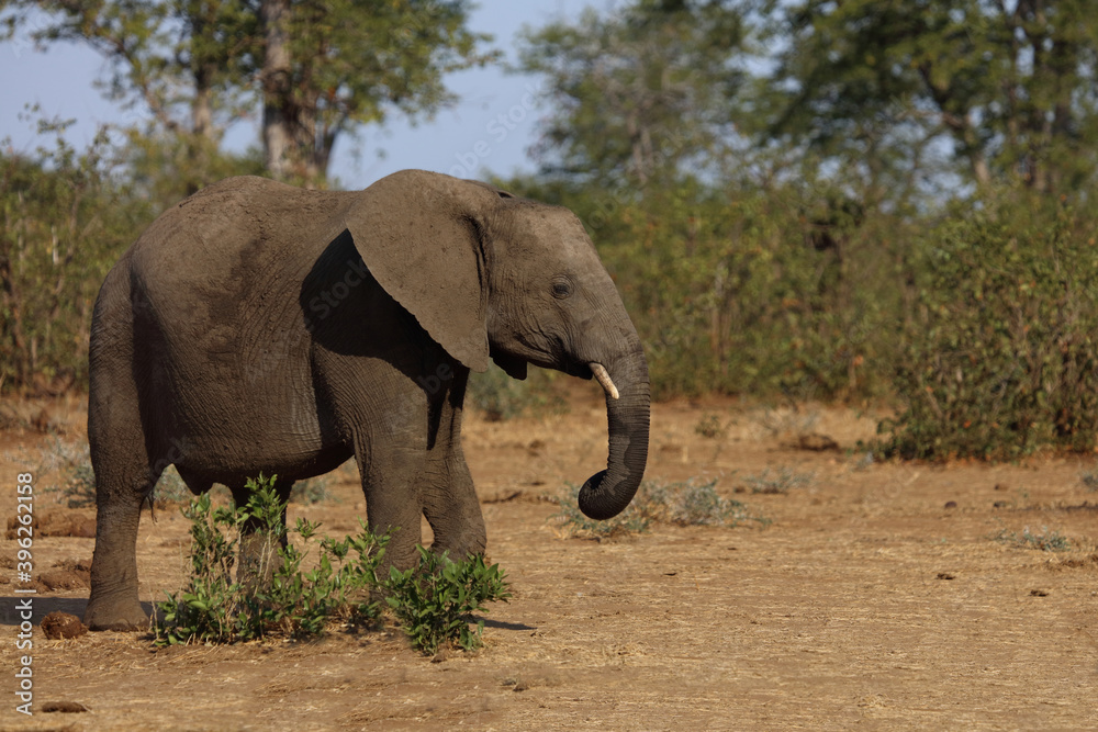 Obraz premium Afrikanischer Elefant / African elephant / Loxodonta africana.