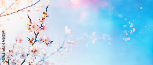 Hello spring concept. Flowering fruit tree with lens flare bokeh on sunny sky background