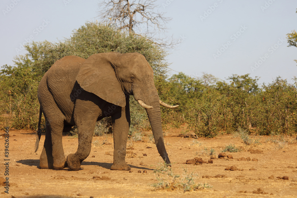 Afrikanischer Elefant / African elephant / Loxodonta africana Afrikanischer Elefant / African elephant / Loxodonta africana