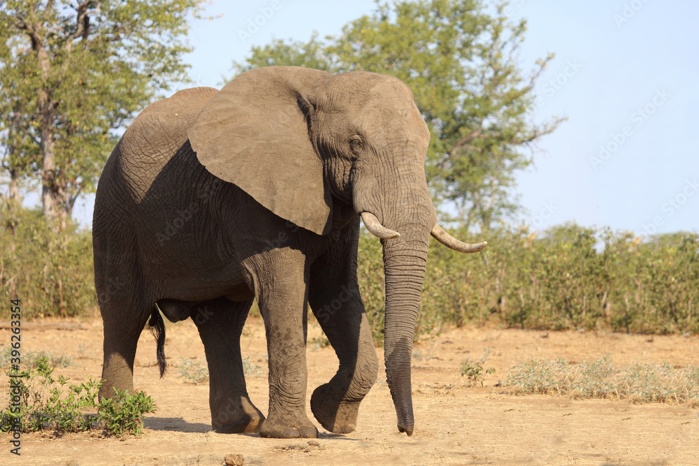 Obraz premium Afrikanischer Elefant / African elephant / Loxodonta africana