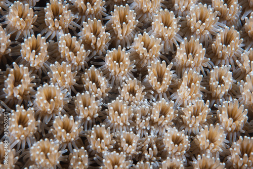 Stony coral Galaxea Sp. photo