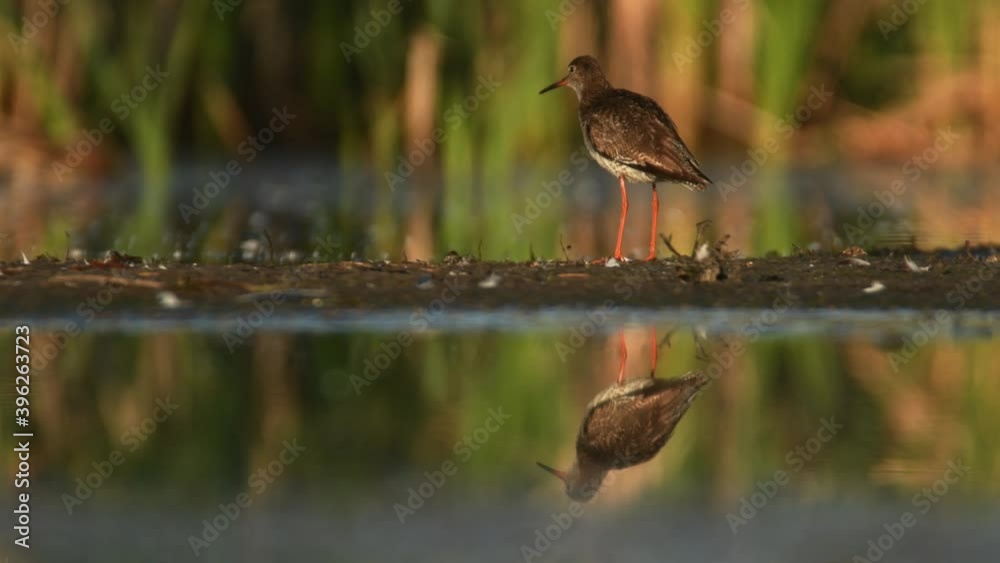 Tringa totanus - Common Redshank in the colorful water pond, cleaning, washing and feeding, its mirror in the water, nice sunrise or sunset. Tringa totanus - Common Redshank in the colorful water pond, cleaning, washing and feeding, its mirror in the water, nice sunrise or sunset.