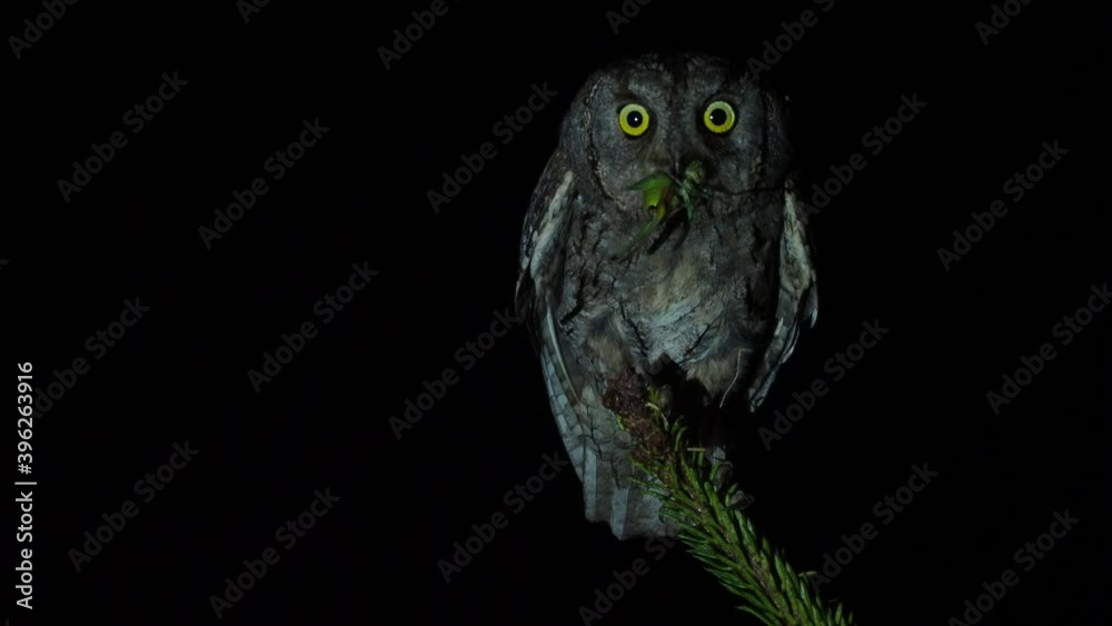 Nocturnal owl bird and night clip of the European Scops-Owl (Otus scops) perched on a spruce branch with caught grasshopper. Landing and flying away from branch, face to face, Handing over the food.