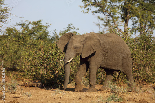 Afrikanischer Elefant / African elephant / Loxodonta africana.