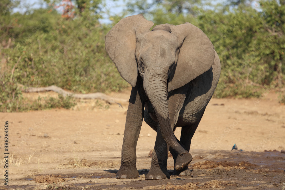 Fototapeta premium Afrikanischer Elefant / African elephant / Loxodonta africana.