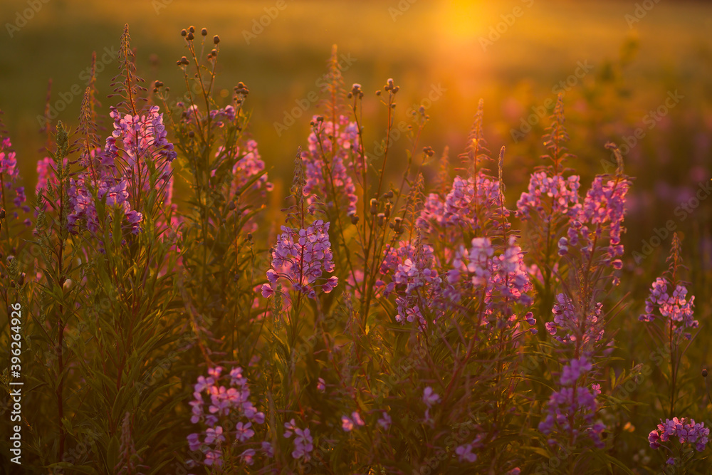 purple wildflowers in the rays of the evening sun