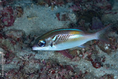 Oblique-bar Monocle Bream Scolopsis xenochrous. photo