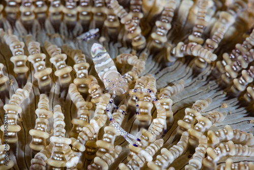 Graceful Anemone Shrimp Ancylomenes venustus.