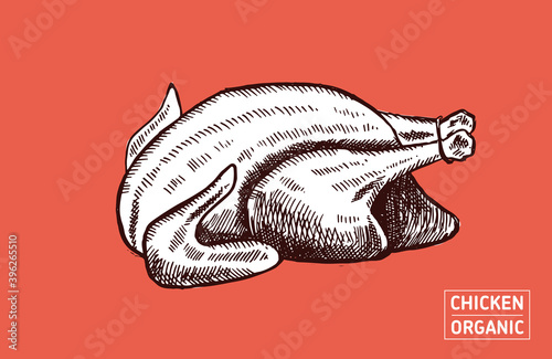 Chicken hand drawn illustration. Vector.