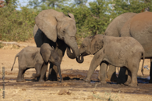 Photography Afrikanischer Elefant / African elephant / Loxodonta africana.