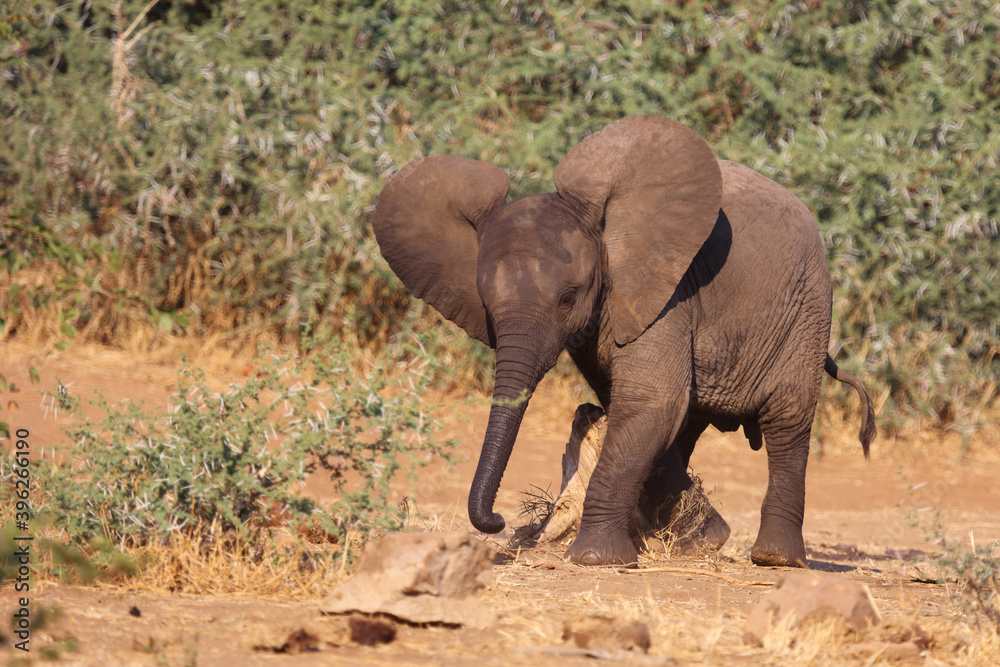 Afrikanischer Elefant / African elephant / Loxodonta africana. Afrikanischer Elefant / African elephant / Loxodonta africana.