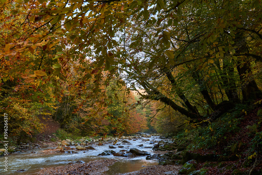 Colorful autumnal landscape of a river in the forest