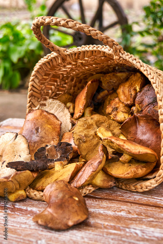 Basket full with big mushrooms on wooden table outdoor