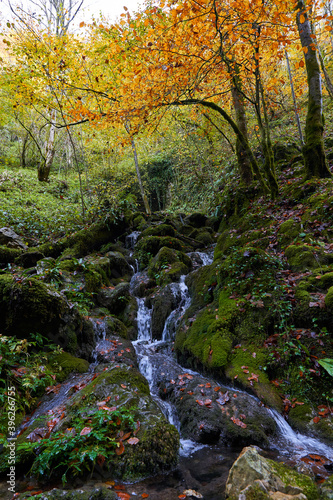 Colorful autumnal landscape of a river in the forest